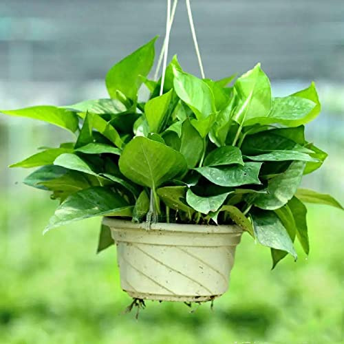 pothos appeso da giardino, viti, decorazioni giungla rampicanti sospese resistenti per giardini rocciosi decorazione da giardino per aiuole rialzate esterno 250semi