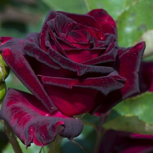 YouGarden Rose 'Black Baccara', Bare Root Ready for Planting