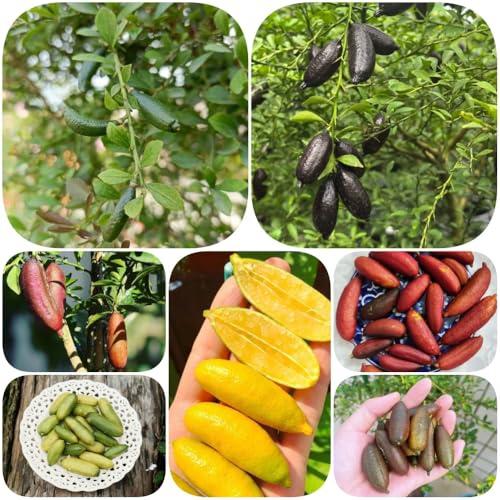 Semillas de de lima dedo, fresca huerta exóticas la semillas para jardín, l, columnares enanos 150pcs