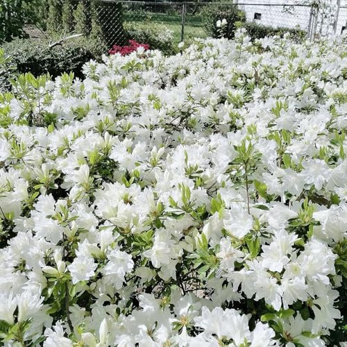 semillas de rododendro, orgánicas para de resistentes interior azalea al invierno para balcones raras, 70pcs