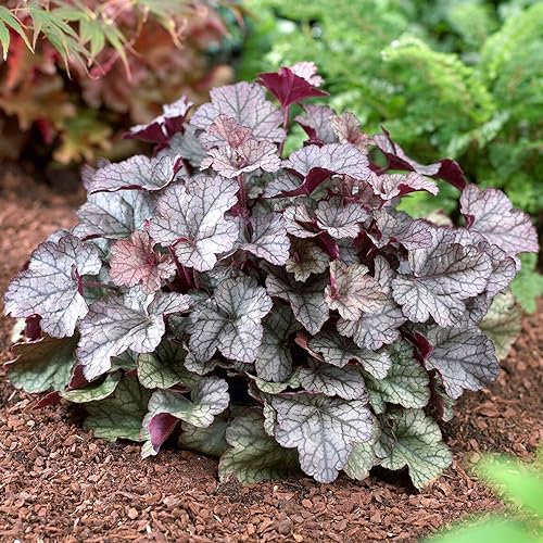 Heuchera Silver Scrolls | Coral Bells | Hardy Evergreen Outdoor Perennial | Plants Outdoor Garden Ready (9cm Pot, 10-20cm)