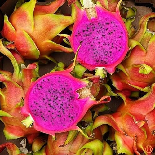 50 Semi frutti del DRAGON - Pitaya Rosso Sanguino - Hylocereus costaricensis - Frutta Fiore Giardino - 291
