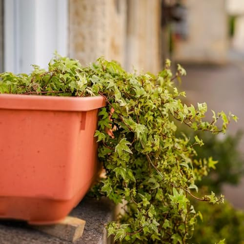 interior con semillas de hiedra - exóticas resistentes perennes jardín 120pcs
