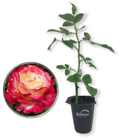 Double Delight Rose Bush - 1 Live Starter Plants - Stunning Hybrid Tea Rose Cultivar Adds Color and Fragrance to Any Garden