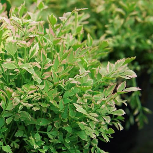 berro, semillas de berro exóticas balcones elevados de interior raras Cultivo hortalizas invierno invierno, Variedades hortalizas 250semillas