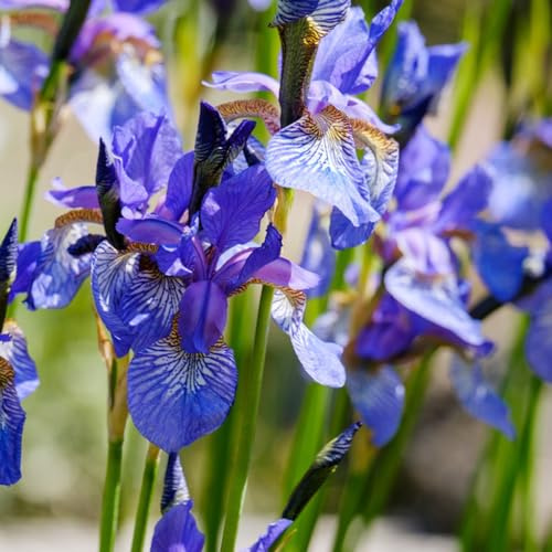iris de interior exóticas balcón de jardín 2bulbos