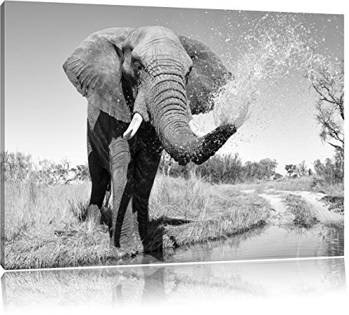 Pixxprint schöner Elefant spritzt mit Wasser Kunst B&W, Größe: 120x80cm, Leinwandbild, fertig gespannt, Wandbild, Dekoration, Kunstdruck, kein Poster
