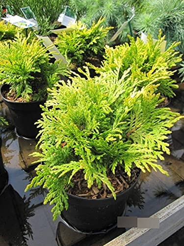 Thuja plicata Sun Beam - gelber Lebensbaum Sun Beam