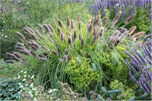 Stauden Gänge 5 x Pennisetum alopecuroides var. viridescens winterhart | Mittelhohes Ziergras für Sonne, Blüte August bis Oktober, mehrjährig, 1 L Topf (11x11 cm)