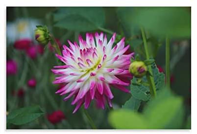 flechr Dahlien-Blumen-Pflanzenblätter, Knospen, blühende Blätter, Leinwand, Wandkunst, Poster, dekorativ, moderner Druck, Bild, Kunstwerke, Poster, 40 x 60 cm
