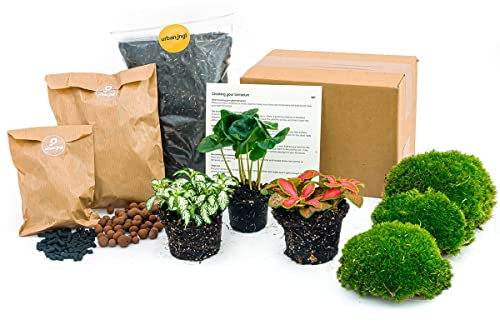 urbanjngl.com - Coffea Arabica - DIY Flaschengarten Starter- & Nachfüllset mit 3 Terrarienpflanzen - Pflanzen-Terrarium-Paket - Pflanzenterrarium