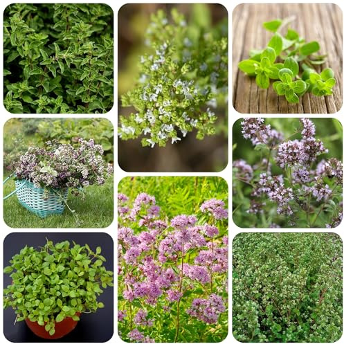 mejorana de jardín de invierno semillas mejorana vegetales Semillas hortalizas orgánicas, resistentes al invierno., resistentes en 300semillas