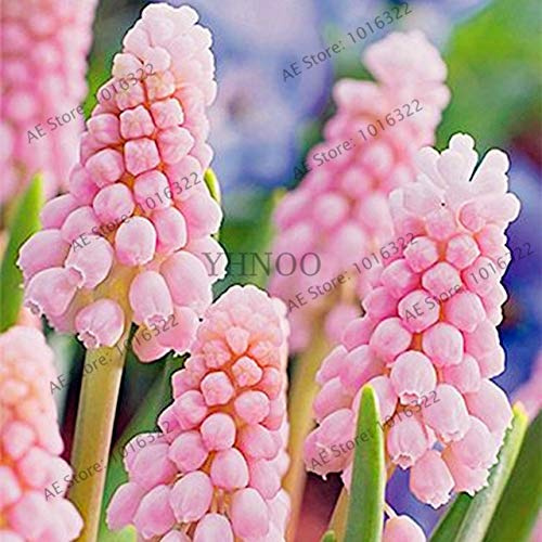 Shopmeeko Samen: 100pcs / bag Hyazinthe Pflanzen Bonsai-Blumen-Garten (nicht Hyazinthe Glühbirne) Holland hydroponische Blume Outdoor-Anlage: 3