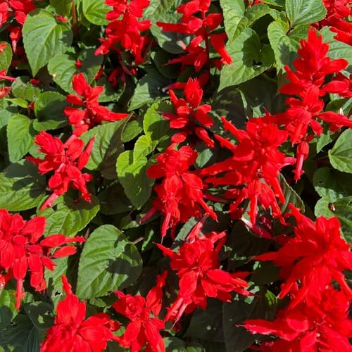 semillas de salvia de fuego, raras Salvia esplendorosa, decoración de jardín para exterior semillas orgánicas de jardín 550pcs