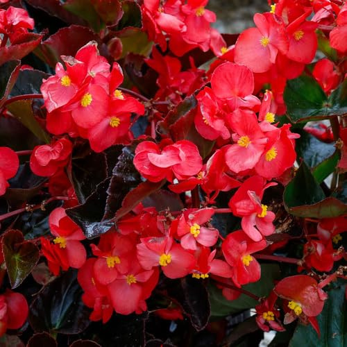 YouGarden Begonia 'Megawatt Rose Bronze Leaf', 12 x Plug Plants, Garden Colour, Ready To Plant, Outdoor Bedding