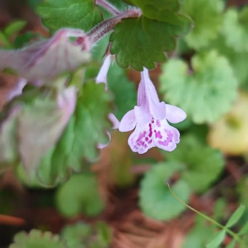 semillas de hiedra terrestre de jardín de cobertura del suelo de hiedra terrestre orgánicas resistentes para el jardín cubierta perenne 60pcs