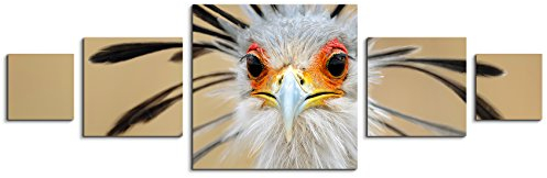 Sinus Art Wandbild 5 teilig 160x50cm - Tierfotografie – Afrikanischer Sekretär Vogel im Porträt
