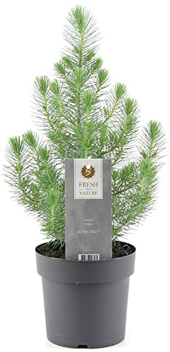 Echte Weihnachtskiefer Xmas Kiefer Weihnachtsbaum Zwergpflanze getopft