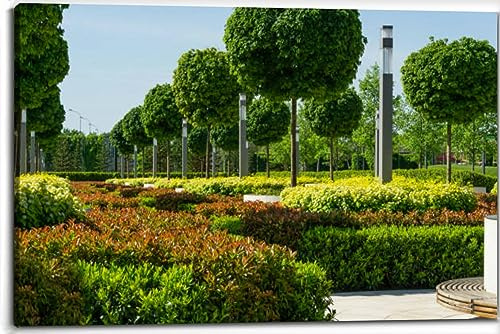 Maple alley Acer platanoides Globosum trimmed cherry laurel bushes pho Canvas Wall Art Decor Paintings Pictures for Bedroom Wall Decor Above Bed Living Room Wall Decoration Bathroom Office Artwork