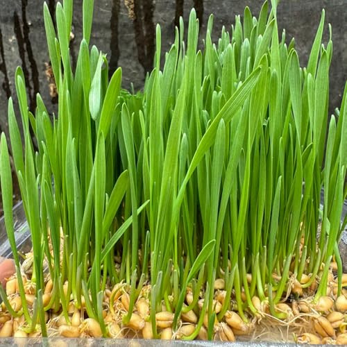 katzengras bio - exotische balkonpflanzen winterhart katzengrassamen topfpflanzen draußen winterhart, wintergemüse deko zimmerpflanzen 200samen