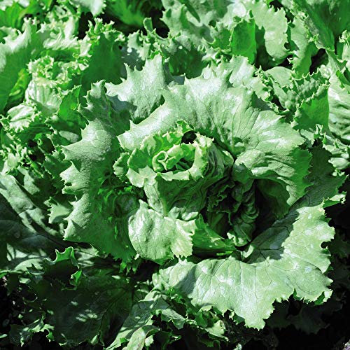 Lettuce 'Warpath' Lactuca Sativa Half-Hardy Annual Salad Vegetable Spring Summer Autumn Harvest Garden Plants Grow Your Own 1 x Seed Packet (200 Seeds) Lettuce 'Warpath' by Thompson and Morgan