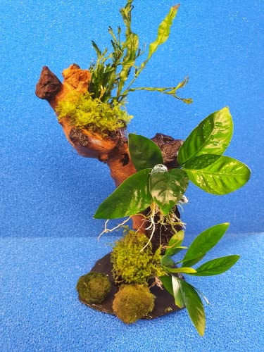 SAHAWA Garnelenbäumchen 20-25 cm, Mangrovenwurzel (Mopani) mit Tropica Aquarium Wasserpflanzen inklusive 2 Mooskugeln, Aquarienwurzel auf Schiefer bepflanzt mit echten Pflanzen, Handmade, vorgewässert