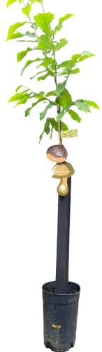 HIFAS- Árbol Frutal castaño. Produce castañas grandes y setas(Boletus edulis). Altura 0,8-1,20m. Maceta 3,5 litros. Castaño variedad Bouche de betizac, injertado sobre castaño híbrido.