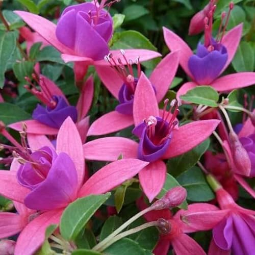 6x Fuchsia 'Tom Thumb' - Fuchsia 'Tom Thumb' - Godet 9x9cm