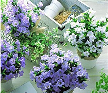 15: 200 Stück/Beutel, Campanula Samen, Topfpflanzensamen, Blumensamen, reinigen die Luft, Pflanzen ist Einfach, die Budding Rate 95% 15
