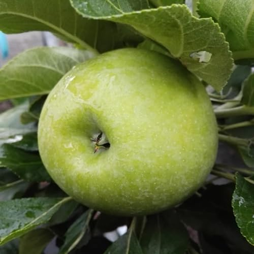 Zwergapfel Cactus ® Zwergapfelbaum Apfelbaum für Kübel auf Balkon und Terrasse 7,5 Liter Topfballen MM111