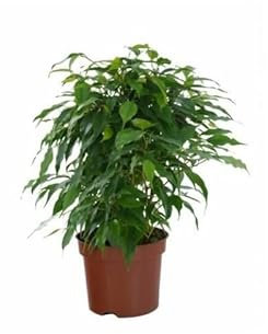 Planta Natural Ficus Benjamina|Tamaño Reducido y Elegancia Atemporal