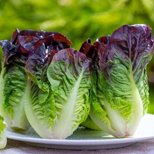 Pflücksalat, wintergemüse kaufen salatsamen kopfsalat salatpflanzen pflücksalat seltene gemüsesamen 100Samen