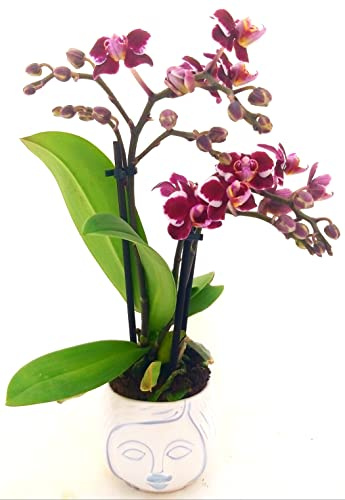 POWERS TO FLOWERS - ORCHIDEA PHALAENOPSIS BONSAI AMBRA IN VASO CERAMICA SIGNORINA, Pianta Vera
