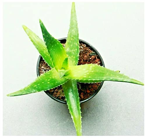 Aloe Vera Succulent Soil - 1000ml Potting Compost - Hydrate at Home