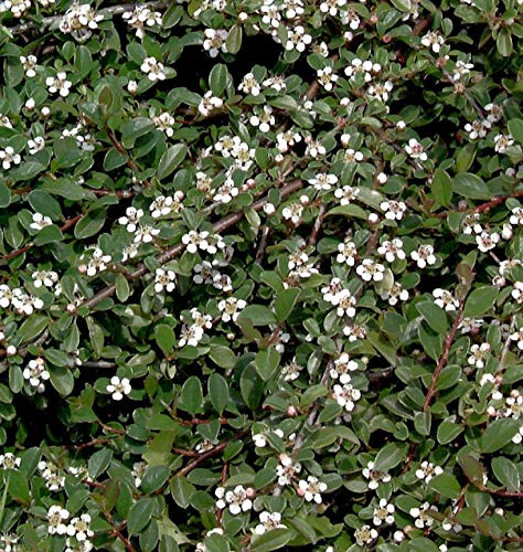 Zwergmispel Radicans 20-30cm - Cotoneaster dammeri - lebende Gartenpflanze aus den Baumschulen