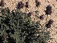 10 semi di piante di salvia negra