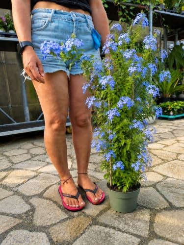 POWERS TO FLOWERS - PLUMBAGO PALLIERA 90CM, VASO 20CM DIAMETRO, OFFERTA ULTIMI 30 PEZZI!!!piante vere