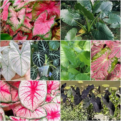 alocasia - topf winterhart draußen gartenblumen - Seltene - pflanztöpfe bonsai alocasia dekopflanzen kübelpflanzen topfpflanzen garden stauden balkon 350samen
