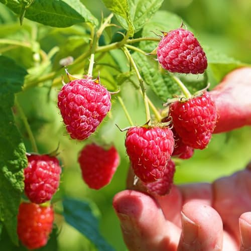 Semi di lampone - giardino di Rubus idaeus - resistenti per il giardino da balcone esotici biologici colonnari 50pcs