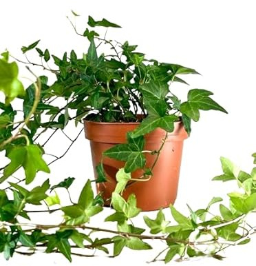 Hiedra - DECOALIVE - Planta Natural Resistente y Ornamental