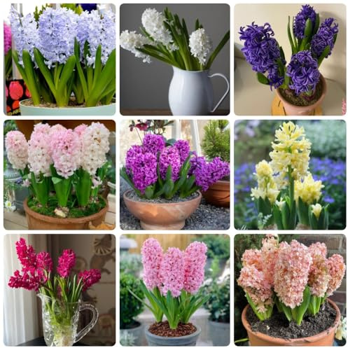 Hyazinthen, gartenpflanzen winterhart mehrjährig Hyacinthus orientalis, blumenzwiebeln topfpflanzen draußen winterhart 4Zwiebeln