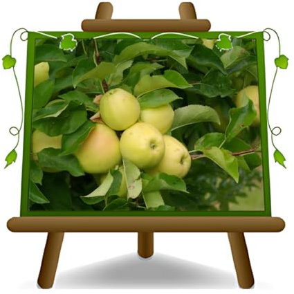 EURO PLANTS VIVAI Pommier Golden Delicious Val di Non plante fruitière ancienne en pot 26 cm hauteur maximale 180 cm - Âge 4 ans