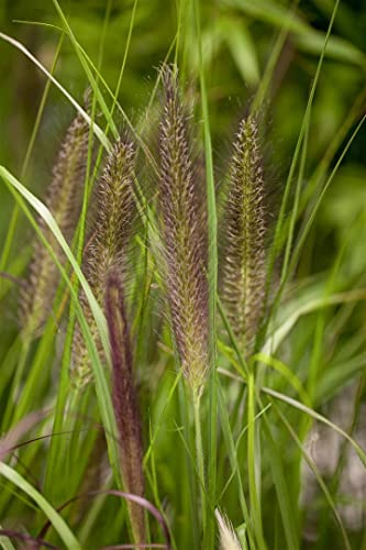 Pennisetum alopecuroides 'Compressum' 11x11 cm Topf – Winterhart, Mehrjährig, Pflegeleicht – Lampenputzergras – Ziergras für Beet & Garten