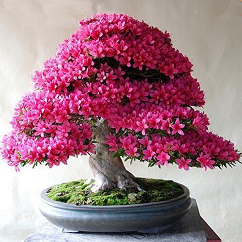 Seeds 50 pc / rare package bonsai 13 varieties of azalea do it yourself house