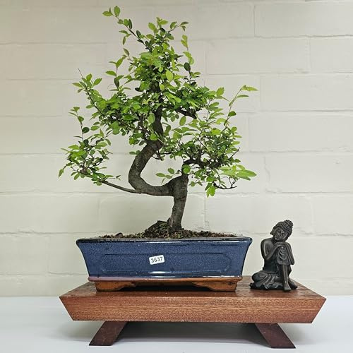 Chinese Elm (Ulmus Parvifolia) Bonsai Tree | Shaped | In 25cm Pot (4005)