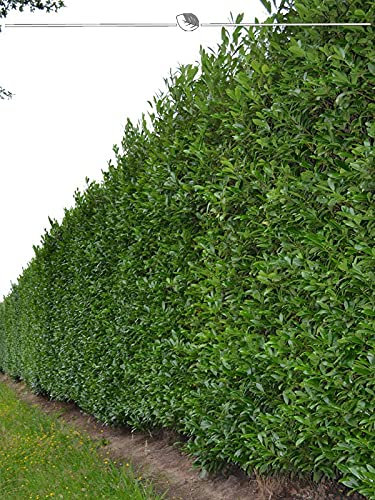 Kirschlorbeer Caucasica 40-60 cm im Topf. 30x Lorbeerkirsche. Heckenpflanze