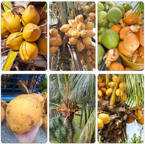 palma da cocco - Cocos nucifera enanos comprar bonsáis semi di perenne resistenti oficina jardín silvestres 30pcs