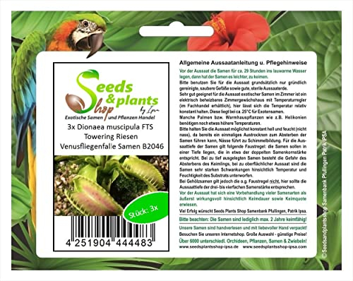 Stk - 3x Dionaea muscipula FTS Towering Riesen Venusfliegenfalle Samen B2046 - Seeds & Plants Shop by Ipsa