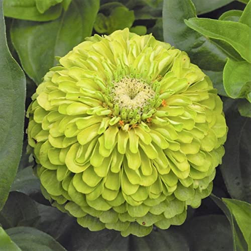 Zinnia Dahlia 250 Seeds + Freebie + Plant tag - Lime Green Envy - (Zinnia elegans) Dahlia Flowered