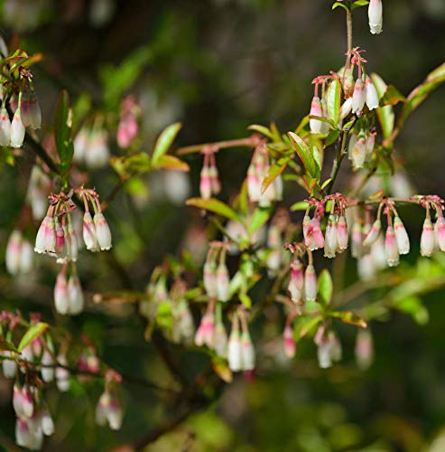 Wilde Heidelbeeren 30-40cm - Vaccinium griffithianum - lebende Gartenpflanze aus den Baumschulen